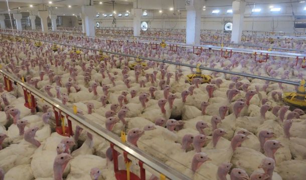 Большие проекты и малые хозяйства: как развивается сельское хозяйство Чайковского округа