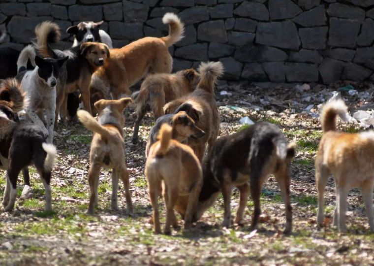 СК возбудил дело о халатности после нападения бездомных собак на ребенка в Ленинском районе Перми