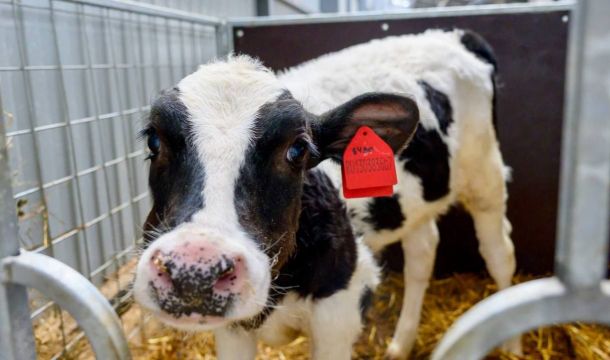 ​«Все свое, отечественное»: как в Прикамье развивают производство молочной продукции