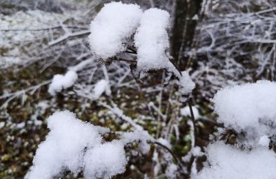 ​Сугробы до 12 сантиметров появились в некоторых районах Прикамья после ночного снегопада