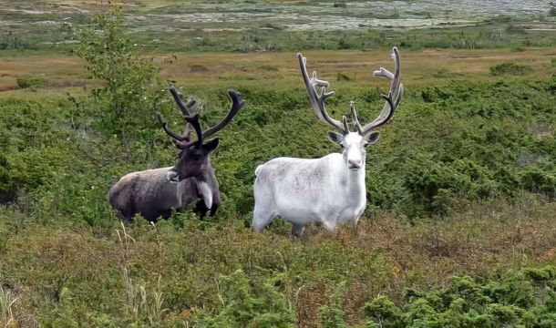 В Пермском крае появится национальный парк, защищающий северных оленей