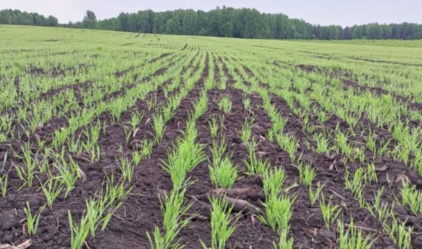 В Ординском округе к запуску готовится завод по производству витаминно-травяной муки