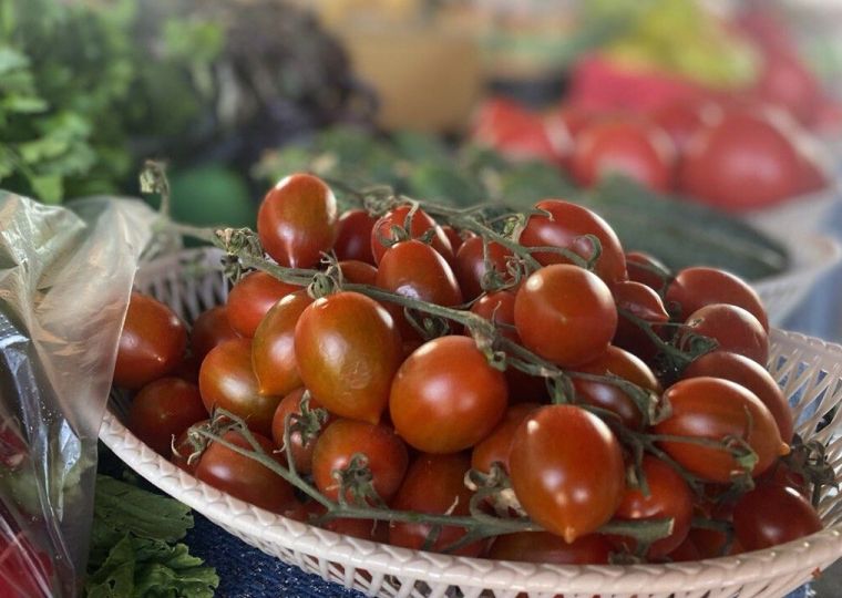 Как выбрать, какие помидоры посадить на огороде