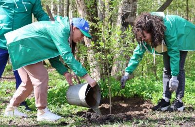 В Черняевском лесу в Перми высажено 100 цветущих деревьев и кустов