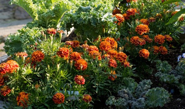 Что надо знать цветоводу в конце сезона