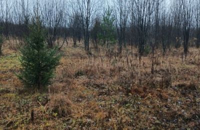 ​В Пермском округе выявили зарастание 484 гектаров сельхозземель