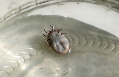 Сезон клещей стартовал: ветеринары в Перми сняли с собаки кровососа