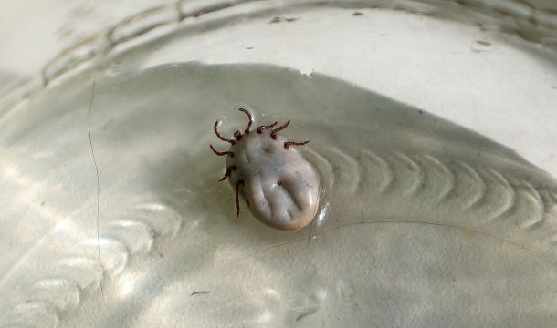 Сезон клещей стартовал: ветеринары в Перми сняли с собаки кровососа