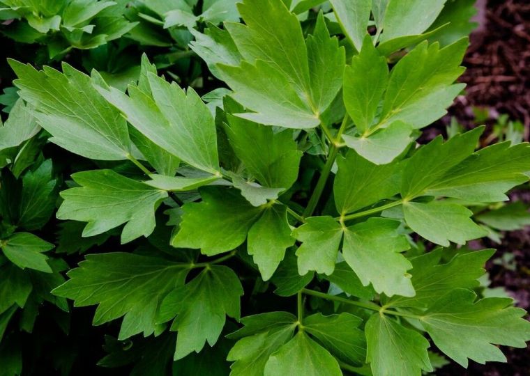 Какое растение радует своей витаминной зеленью самой ранней весной