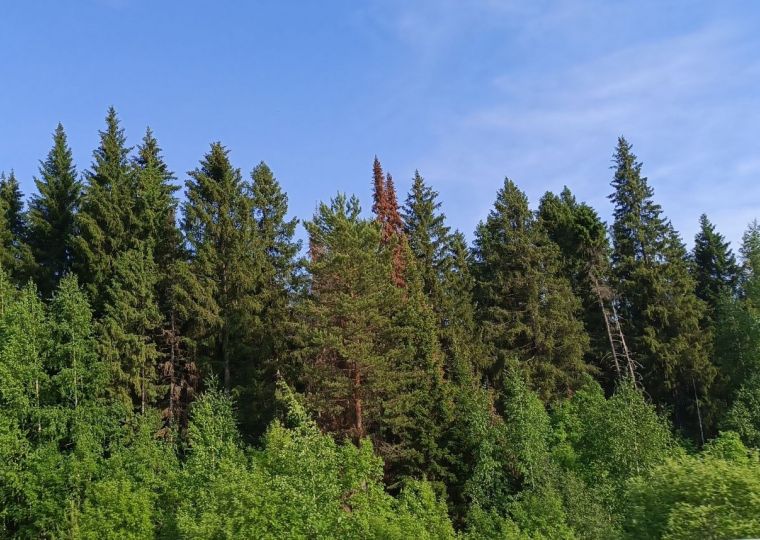 Карантинные зоны по уссурийскому полиграфу введены в Пермском крае на площади свыше 67 тысяч га 