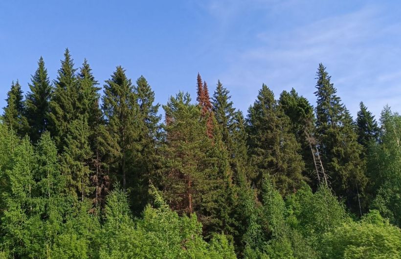 Карантинные зоны по уссурийскому полиграфу введены в Пермском крае на площади свыше 67 тысяч га 