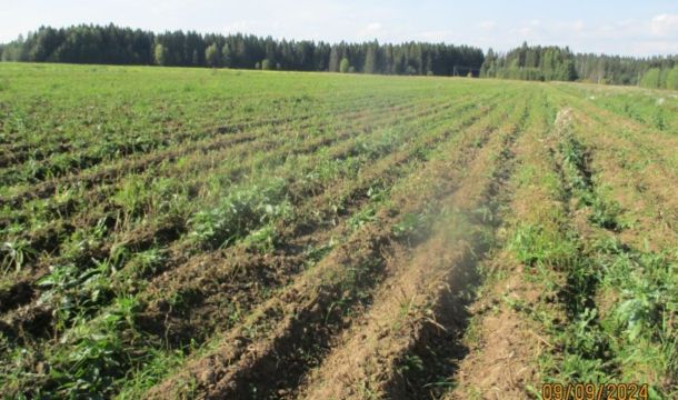 В Кунгурском округе поля обработали пестицидами без уведомления пчеловодов