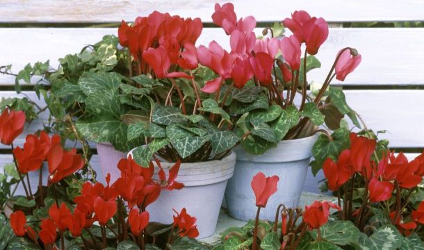 Позвольте представить: капризный прекрасный цикламен