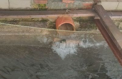 В Прикамье предприниматель оштрафован за нарушения при разведении форели в искусственных водоемах