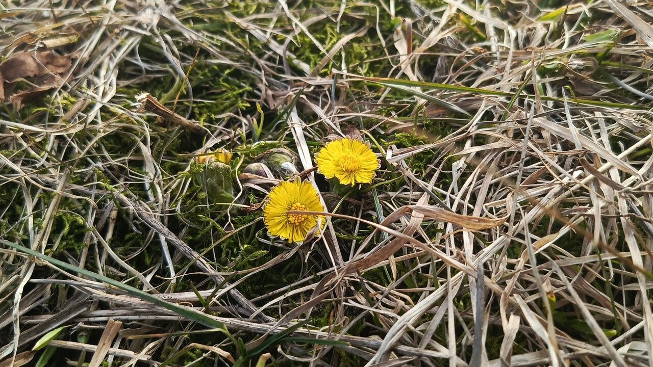 ​До 18 градусов тепла ожидается в Прикамье на этой неделе
