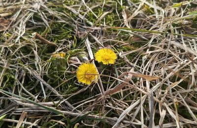 ​До 18 градусов тепла ожидается в Прикамье на этой неделе