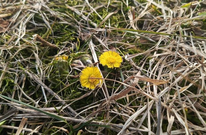 ​До 18 градусов тепла ожидается в Прикамье на этой неделе