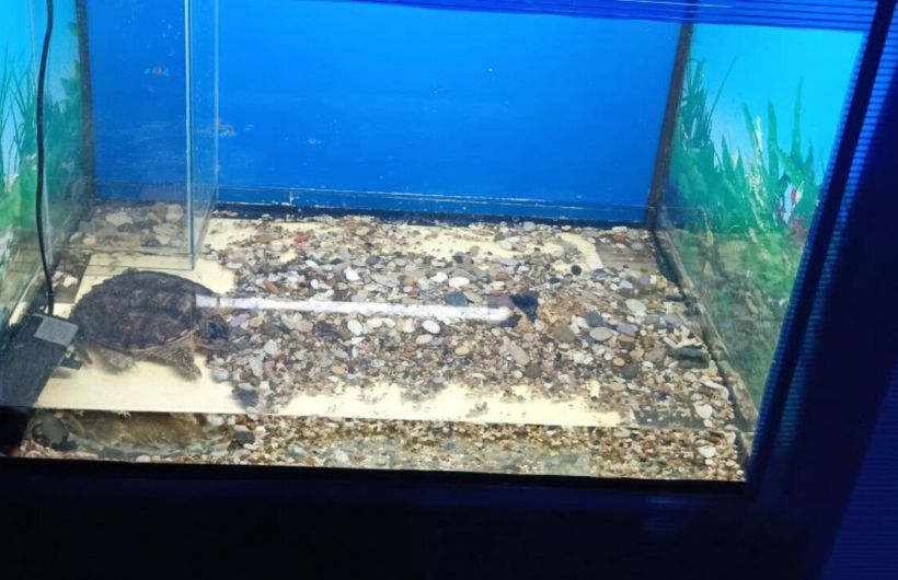 ​В Перми предпринимателя оштрафовали за показ животных без лицензии