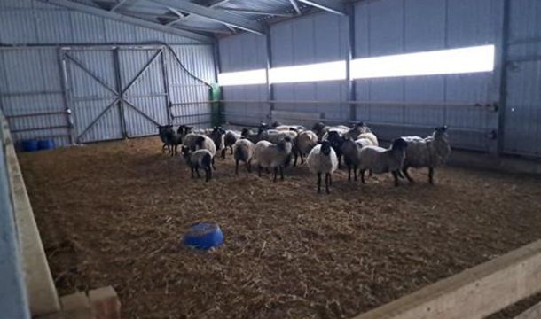 ​В Прикамье предпринимателя оштрафовали за незаконный убой овец