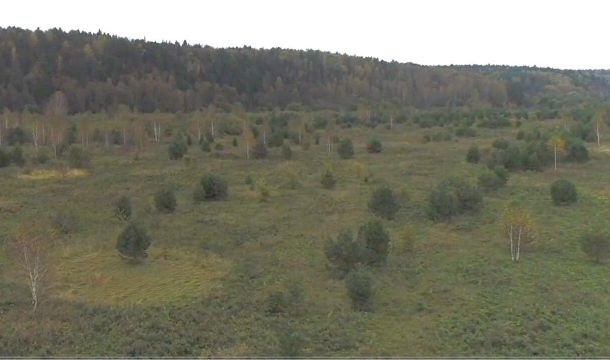В Кунгурском округе владельцу 54 гектаров повторно предписали убрать заросли