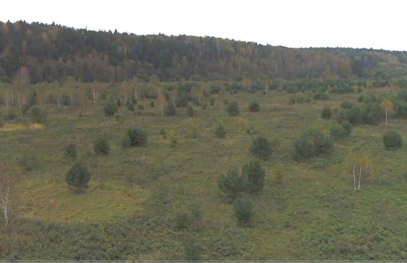 В Кунгурском округе владельцу 54 гектаров повторно предписали убрать заросли
