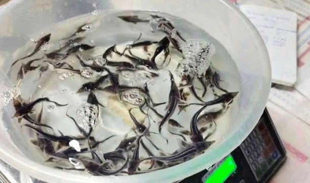 Прикамские предприятия помогли пополнить водоемы сотнями тысяч мальков ценных рыб