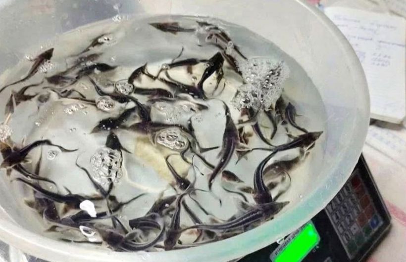 Прикамские предприятия помогли пополнить водоемы сотнями тысяч мальков ценных рыб