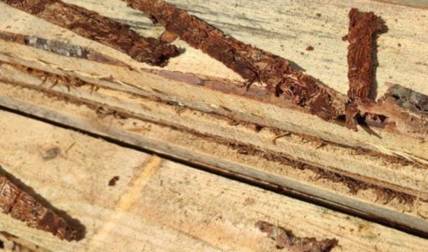 ​Уссурийский полиграф продолжает захватывать леса Прикамья