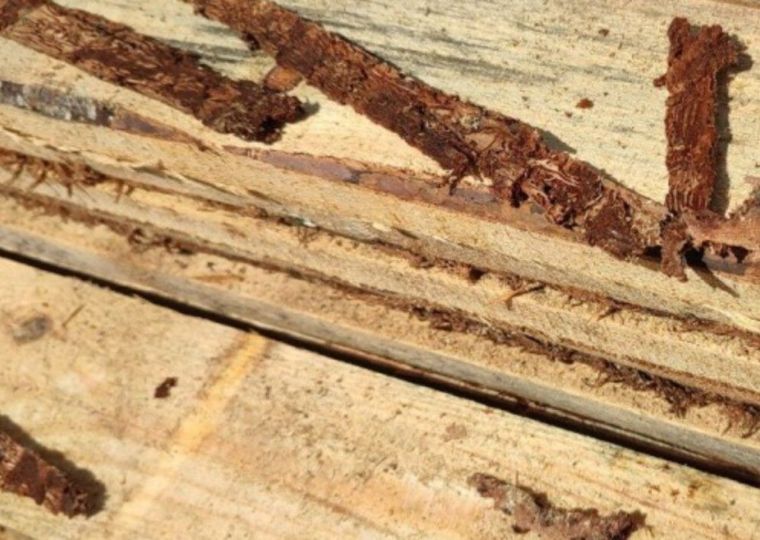 ​Уссурийский полиграф продолжает захватывать леса Прикамья