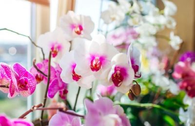 ​Экзоты: почему считается, что орхидеи созданы из облаков