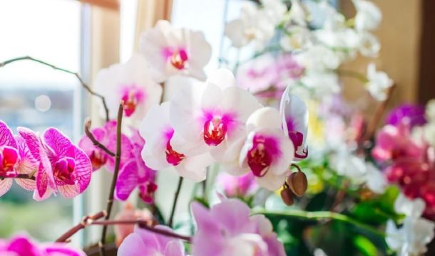 ​Экзоты: почему считается, что орхидеи созданы из облаков