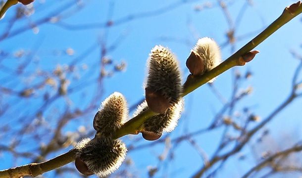 ​Погода в Пермском крае на неделе останется прохладной