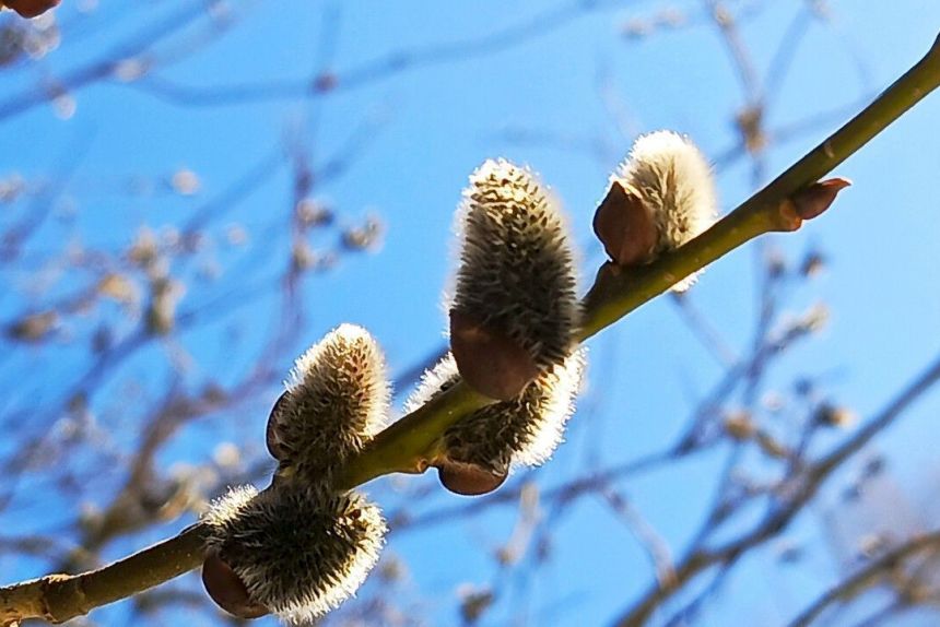 ​Погода в Пермском крае на неделе останется прохладной