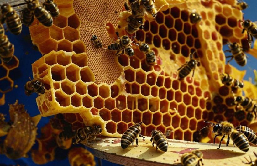 ​Из Прикамья в Монголию отправили более 228 килограммов апифитопродукции