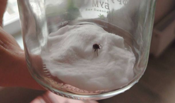 ​В Прикамье поступило 358 тысяч доз вакцины против клещевого энцефалита