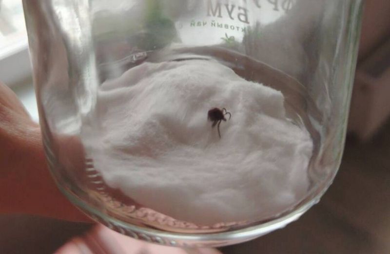 В апреле в Перми начнут обработку городских лесов от клещей