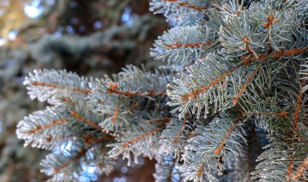 На выходных в Прикамье ожидается потепление