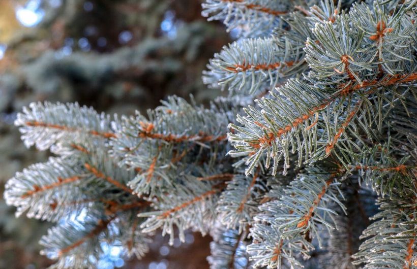 ​2025 год станет самым теплым за всю историю метеонаблюдений в Перми