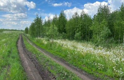 Жителя Прикамья через суд обязали очистить заросшие сельхозземли 