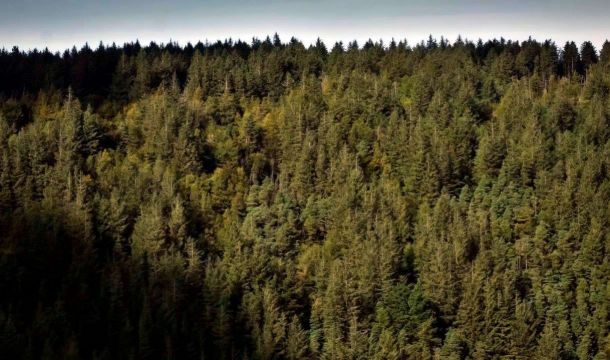 В лесах Пермского края из-за высокой пожарной опасности ввели режим ограничения пребывания