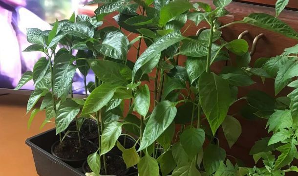 Почему рассада баклажанов считается одной из самых капризных
