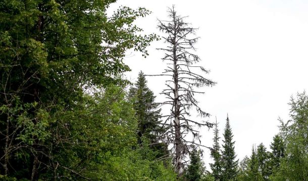 С начала сезона в Пермском крае зафиксировано более 3500 обращений по поводу укусов клещей