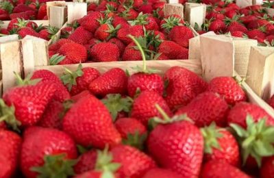 ​В Пермский край ввезли шесть тонн клубники из Киргизии