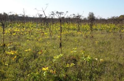 ​В Прикамье суд обязал владельца заброшенного сельхозучастка привести землю в порядок