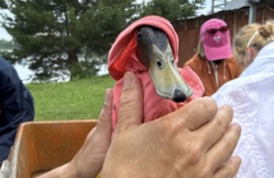 Пермский зоопарк оказывает ветеринарную помощь водоплавающим птицам на реках Пыж и Мулянка