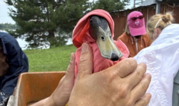 Пермский зоопарк оказывает ветеринарную помощь водоплавающим птицам на реках Пыж и Мулянка