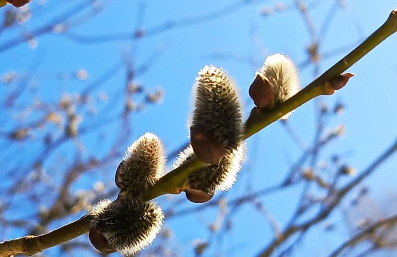 Апрель в Прикамье ожидается теплым с редкими дождями