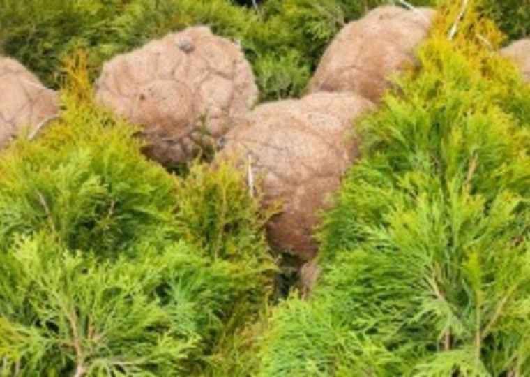 В Прикамье с начала года ввезли более 8,5 тысячи саженцев из Беларуси
