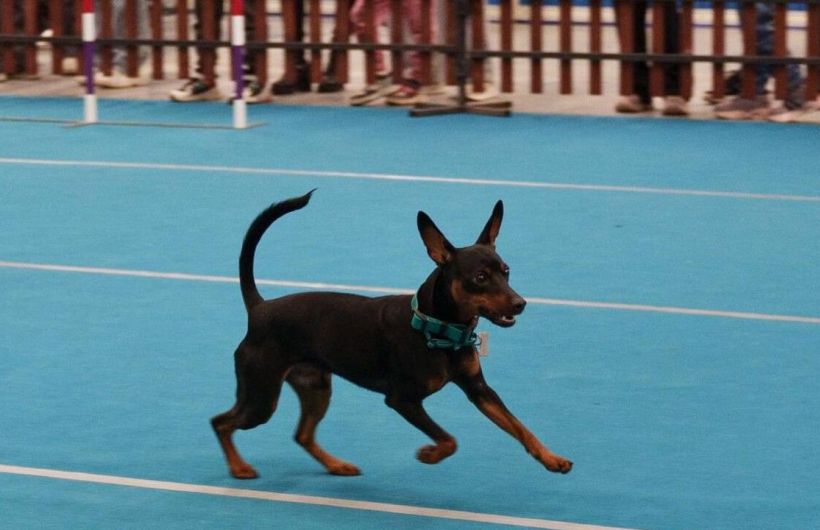 ​В выходные в Перми состоится «Гав-Гав Шоу»