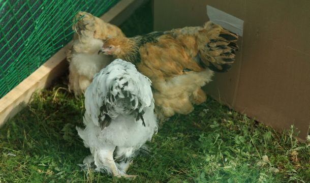 В Кишертском округе нашли неучтенных кур